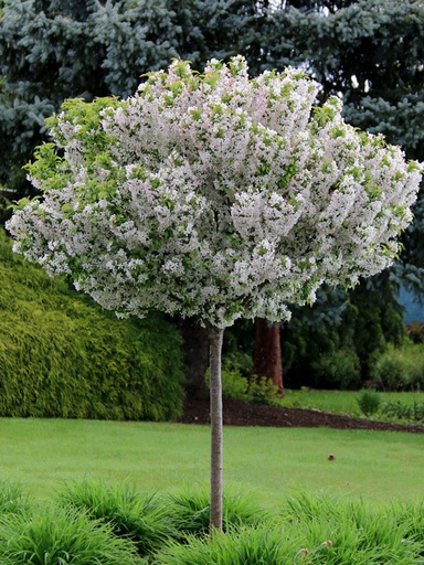 [Sparkling Sprite Crabapple : 4.5 Inch] Sparkling Sprite Crabapple ® : 4.5 Inch