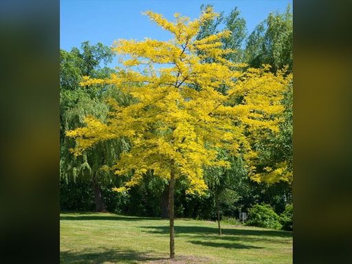 Sunburst Honeylocust : 5 Inch
