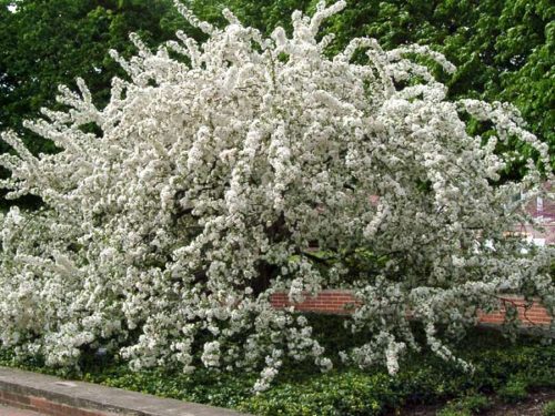 Sargent Crabapple MS : 8 Foot