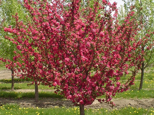 Adams Crabapple : 4 Inch