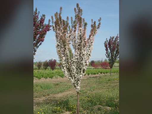 Adirondack Crabapple : 4 Inch