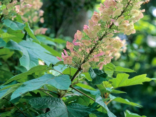 Alice Oakleaf Hydrangea : 5 Gallon