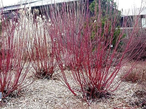 Alleman's Compact Red Twig Dogwood : 3 Foot