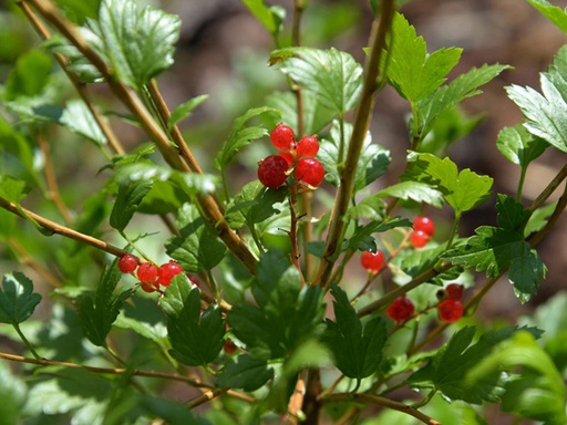 Alpine Currant : 5 Gallon