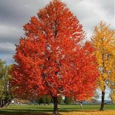 Sun Valley Maple : 2 Inch