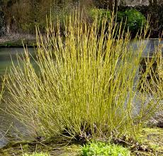 Arctic Fire ® Yellow Dogwood : 3 Gallon