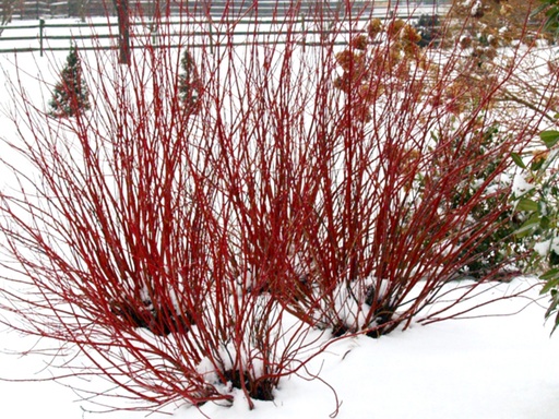 Arctic Fire® Yellow Dogwood : 3 Gallon