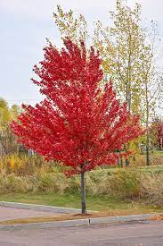 Autumn Spire Maple : 4 Inch