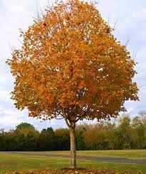 Green Mountain Sugar Maple : 2 Inch