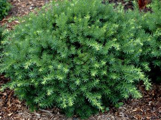Bergi Dense Yew : 30 Inch