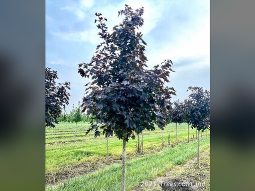 Crimson Sunset Maple : 2 Inch