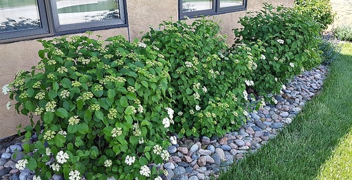 Blue Muffin®/Christom Viburnum : 5 Gallon
