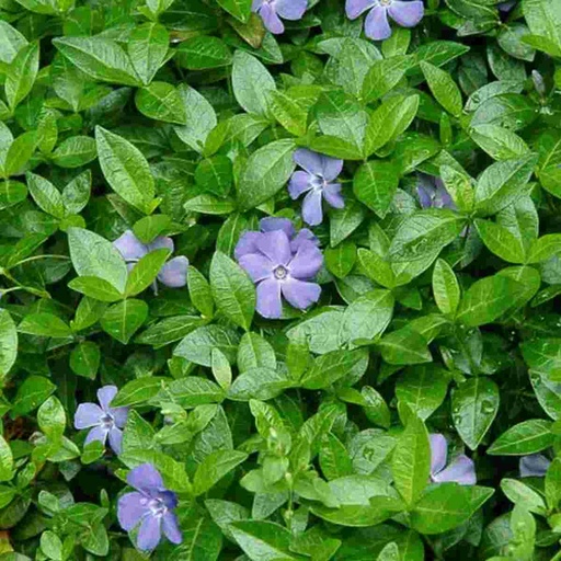 Vinca Minor Bowles : Cell