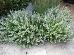 Calamint : 1 Gallon