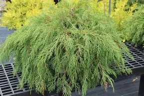 Celtic Pride ® Cypress : 3 Gallon