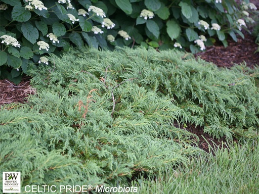 Celtic Pride Cypress : 3 Gallon