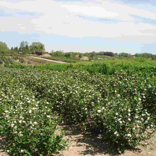 Black Chokeberry : 2 Foot