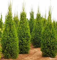 Columnar Norway Spruce : 7 Foot