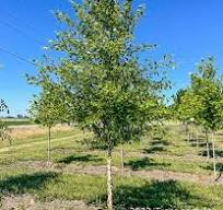 Heritage River Birch MS® : 6 Foot