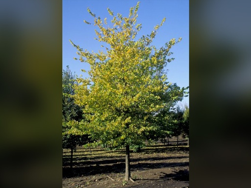 Common Hackberry : 25 Gallon
