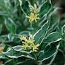 Cool Splash Honeysuckle : 3 Gallon