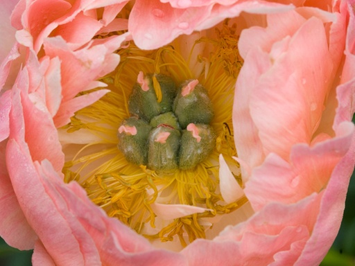 Coral Charm Peony : 2 Gallon