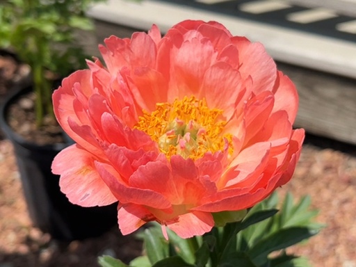 Coral Sunset Peony : 2 Gallon