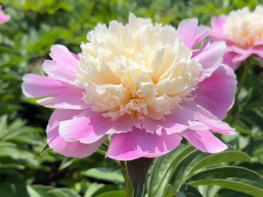 Coral Stubbs Peony : 3 Gallon