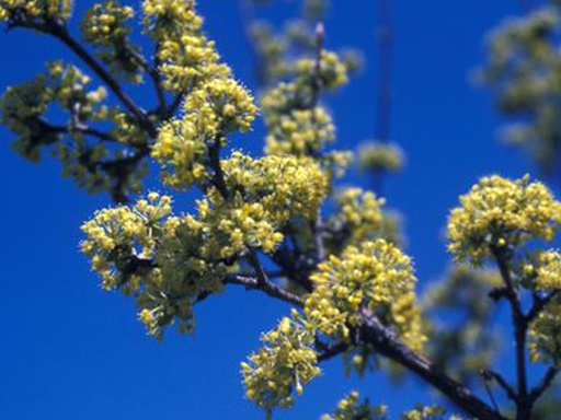 Cornelian Cherry Dogwood : 1.5 Inch