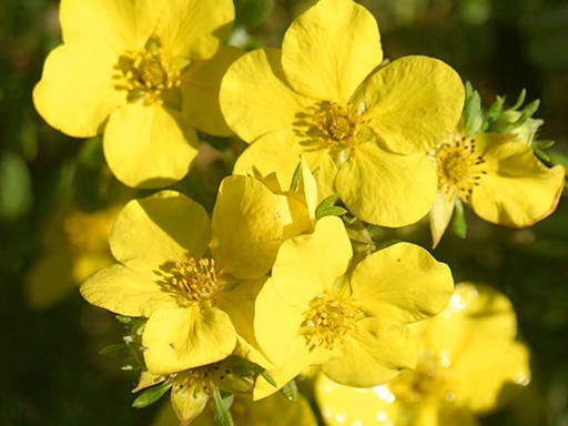 Dakota Sunspot Potentilla : 3 Gallon