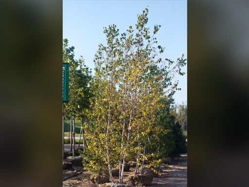 Whitespire Birch MS : 6 Foot