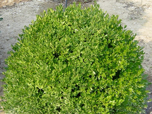 Chicagoland Green Boxwood : 18 Inch