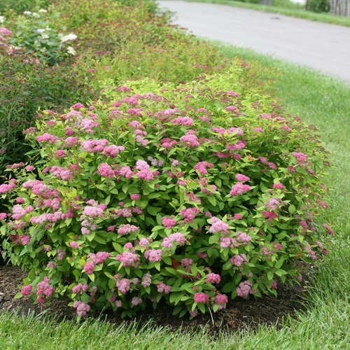 [Double Play Big BangSpirea : 3 Gallon] Double Play Big Bang ® Spirea : 3 Gallon