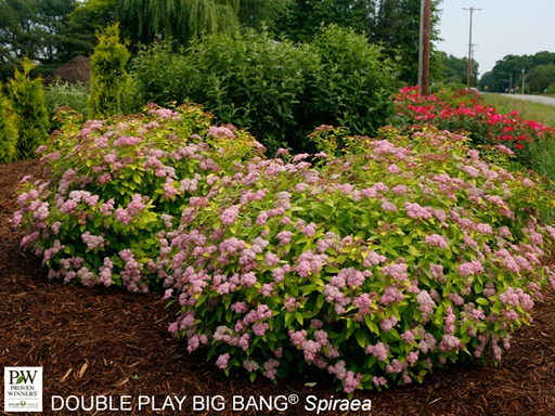 Double Play Big Bang ® Spirea : 3 Gallon