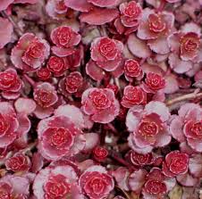 Dragon's Blood Stonecrop Sedum : Cell