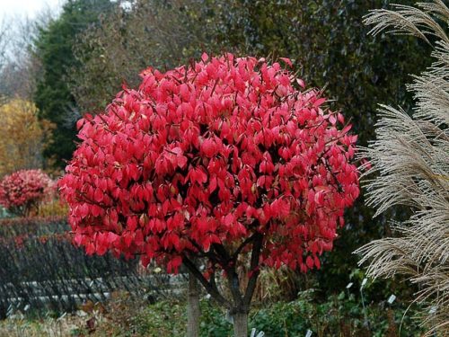 Dwarf Burning Bush : 24 Inch
