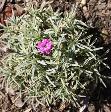 Edgehog Dianthus : 1 Gallon