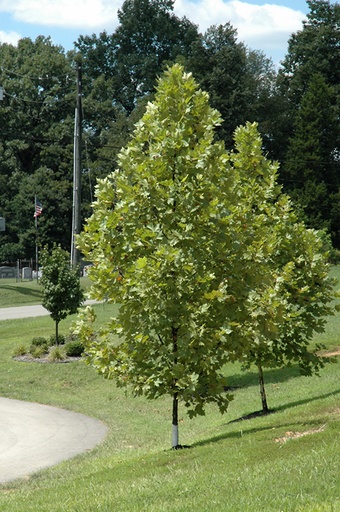 Exclamation London Planetree : 4.5 Inch
