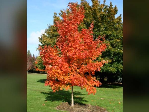 Fall Fiesta Sugar Maple : 6 Inch