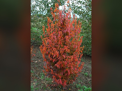 Firespire American Hornbeam : 2.5 Inch