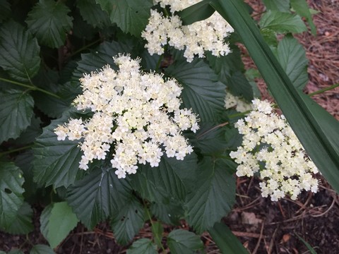 Fireworks Viburnum : 5 Gallon