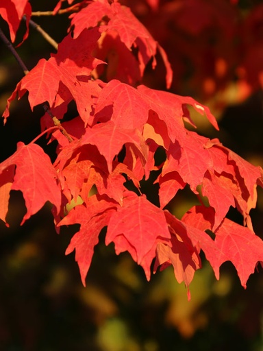 Flashfire Sugar Maple : 1.75 Inch
