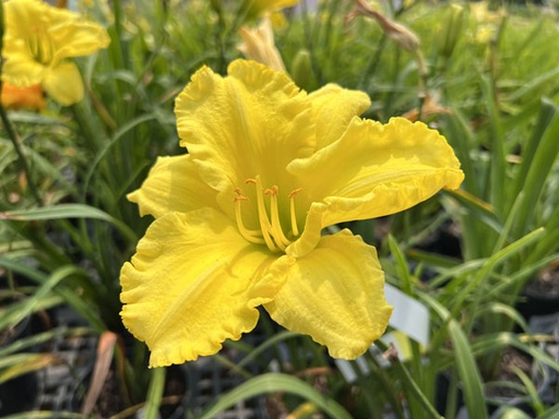 Fragrant Reflection Daylily : 1 Gallon