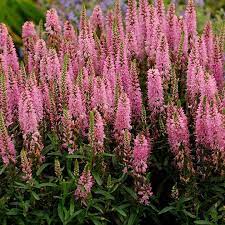 Giles Van Hees Speedwell : 1 Gallon