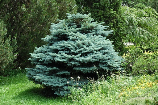 Globe Blue Spruce : 7 Gallon
