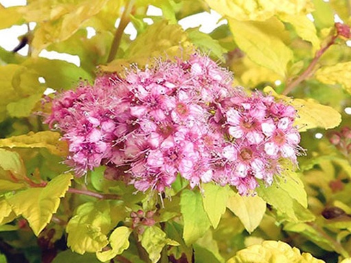 Goldmound Spirea : 3 Gallon