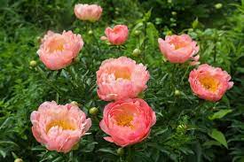 Hawaiian Coral Peony : 2 Gallon