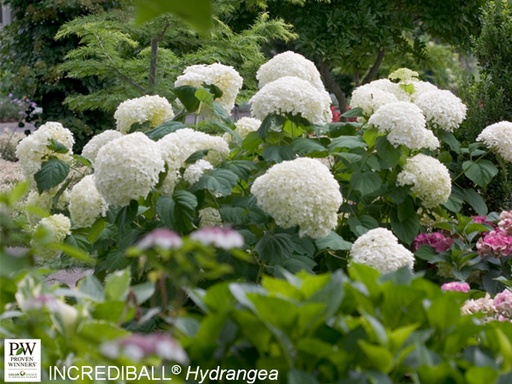 [Incrediball Hydrangea : 5 Gallon] Incrediball® Hydrangea : 5 Gallon