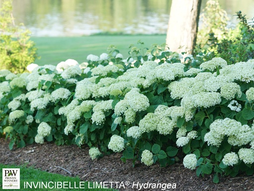 [Invincibelle Limetta Hydrangea : 3 Gallon] Invincibelle® Limetta Hydrangea : 3 Gallon