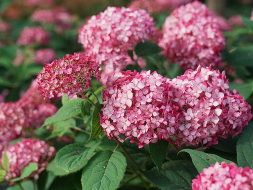 [Invincibelle Ruby Hydrangea : 3 Gallon] Invincibelle® Ruby Hydrangea : 3 Gallon